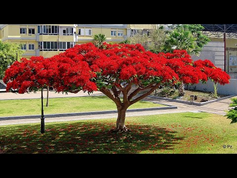 Video: Delonix Flame Tree Care – Kde rostou stromy Flame Tree