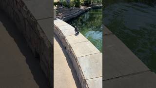 Centennial Park #nashville #parthenon #birds #pigeon