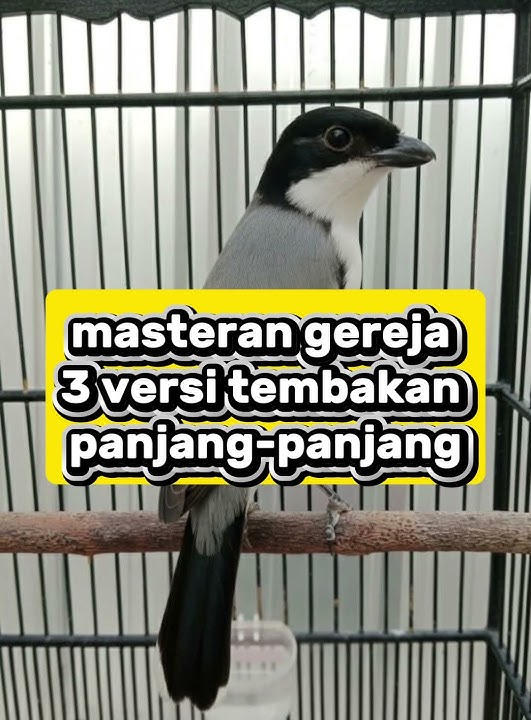 masteran gereja tarung 3 versi #cendet #pentetmania #masteranburung #kicaumania #masteranjernih