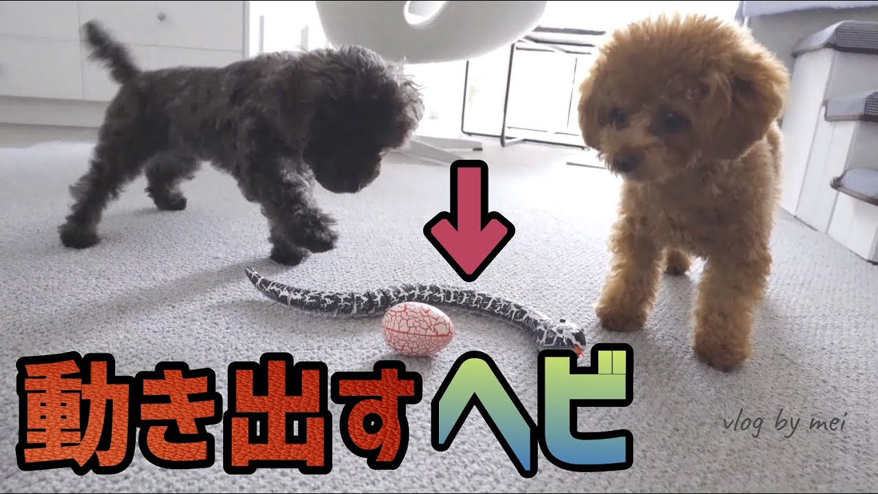 リアルに動くおもちゃに驚く犬 ドッキリ Youtube