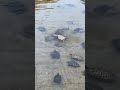 亀さん達「こいつこまってるやん!助けたろ!」