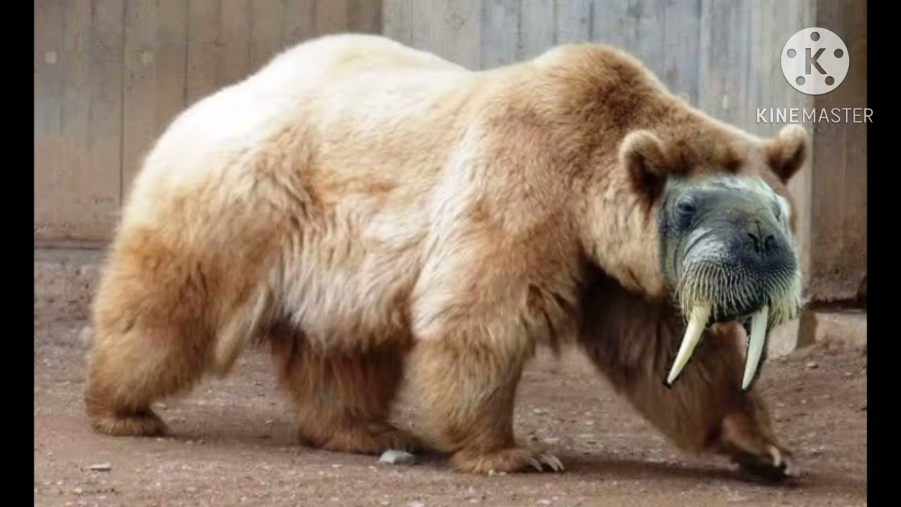 Atlantic Walrus Pizzly Bear Sound Effects 🐻+🐻‍❄️+🦭 🔊 (For Steve Myers)