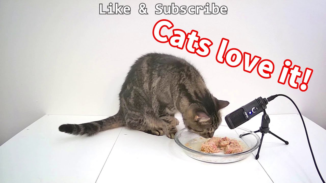 Delicious Tuna in Water (Cat ASMR) YouTube