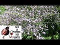 Tuto jardinage limonium latifolium bleu staticetaille et entretien plante vivace