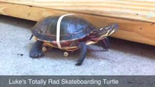Skateboarding turtle