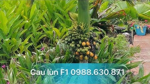 CÂY CAU LÙN F1 CHUẨN GIỐNG NHIỀU KÍCH THƯỚC KHÁC NHAU SDT 0988.630.871