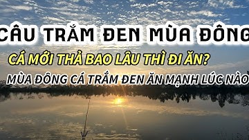 TRẮM ĐEN MỚI THẢ BAO LÂU SẼ ĐI ĂN? HỒ VỪA THẢ CÁ MỚI, CÁ CŨ CÓ ĐI ĂN KHÔNG?