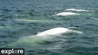 Beluga Boat Cam - On Deck powered by EXPLORE.org by Explore Oceans 5,575 views 2 years ago 55 minutes