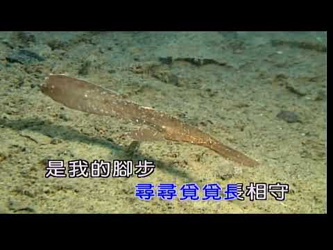 戀曲1990~羅大佑~男Eb調~伴奏~導唱~金嗓(丙)
