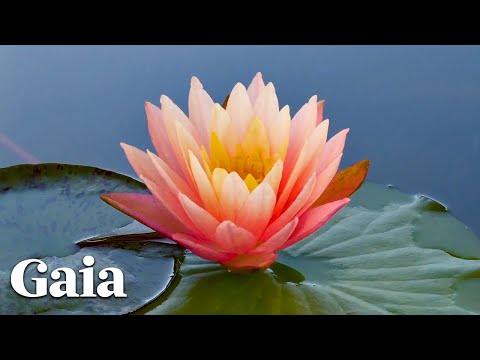 Are Plants Conscious Like We Are?