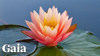 Are Plants Conscious Like We Are?