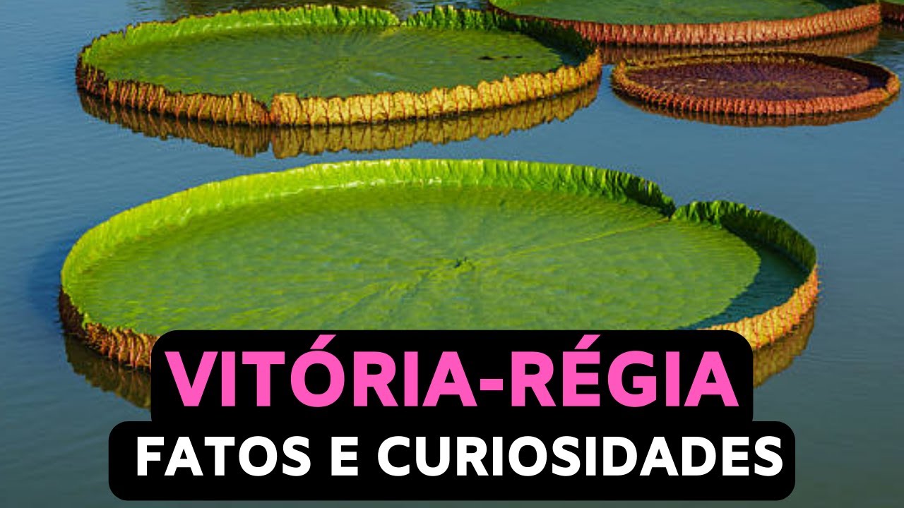 Vitória-régia (Victoria amazonica) - Fatos e Curiosidades Interessantes sobre essa Planta Aquática!!