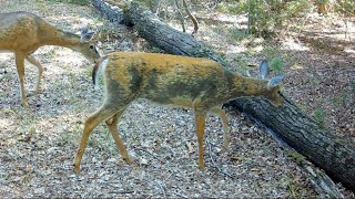 Trail Camera Clips You Have To See To Believe!