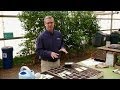 How to Grow Vegetables Indoors for Transplanting