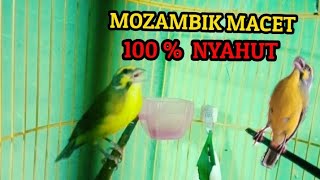 Mozambik Gacor Konslet bikin emosi Mozambik apapun auto NYAMBER ngeroll