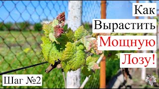 Как вырастить МОЩНУЮ ЛОЗУ Винограда! Второй шаг