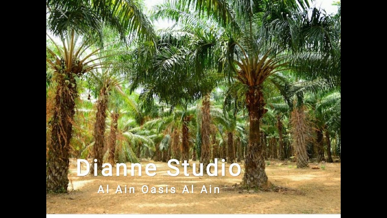 Al Ain Oasis Abu-Dhabi @ Dianne Studio