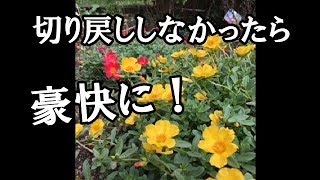 ポーチュラカ 切り戻しせず自由に育てたら伸びた伸びた Youtube