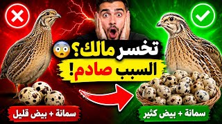 7 أخطاء خطيرة في تربية السمان تدمر الإنتاج (احذر منها!).