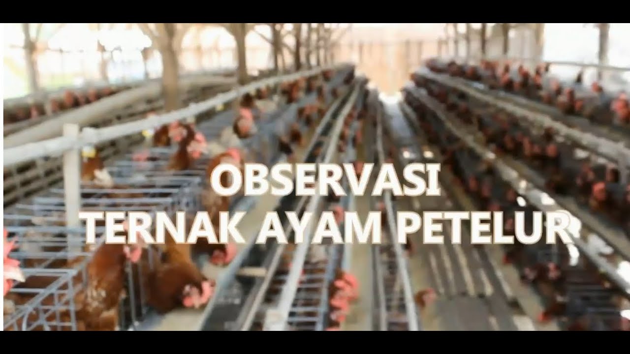Ternak Ayam Petelur 