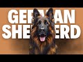 German Shepherd Dog - THE ALPHA DOG