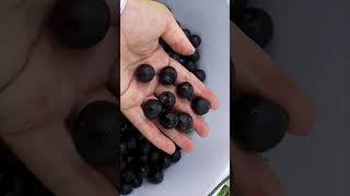 Ahuilote, Ahualama, Atuto, Capulincillo, Cerezo, Coyotomate, Nanche de perro, Uvalama #frutas