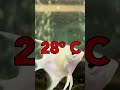 3 Methods to EASILY CURE Ich Disease! Mp3 Song