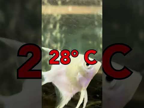 3 Methods to EASILY CURE Ich Disease!