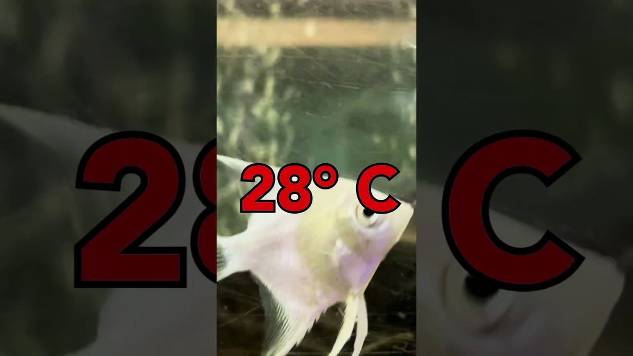 3 способа ЛЕГКО ВЫЛЕЧИТЬ ихтиофтириоз!