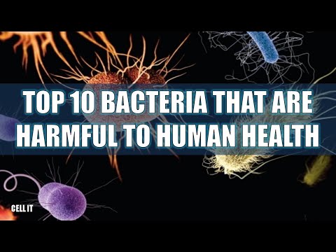 Top 10 Bacteria That Are Harmful To Human Health