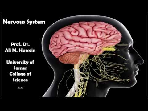 Nervous system - YouTube