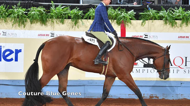 2019 AQHA Junior Hunter Under Saddle