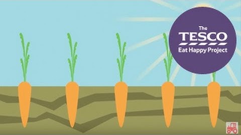 Crunchy Carrots: from farm to fork