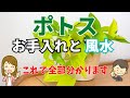[最も好ましい] 観葉 植物 ポトス 風水 252056-観葉 植物 風水 ポトス