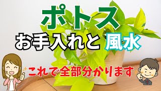 ポトスの育て方5つのポイントとポトスの風水を解説