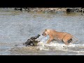 Can Lion Fight With Crocodile At River?