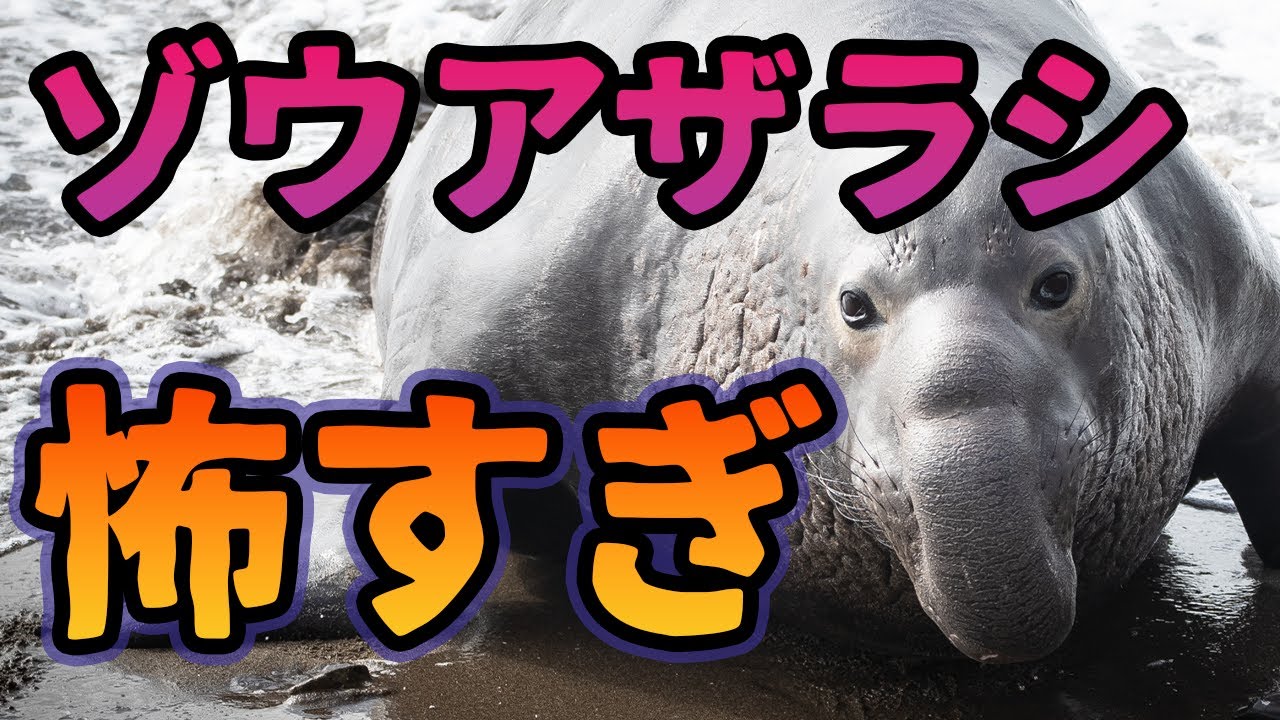 ゾウアザラシの怖すぎる生態がこちら【解説】 - YouTube