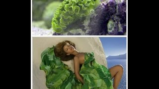The Most Beautiful High Fashion Nudibranchs