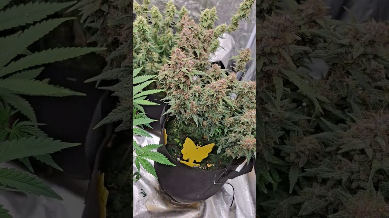 Amazing Growth My Biggest Autoflowers Yet: Flushing The Banana Purple Punch 