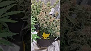 Amazing Growth My Biggest Autoflowers Yet: Flushing The Banana Purple Punch #cannabiscommunity