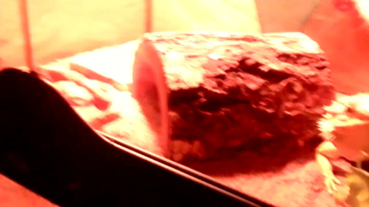 Homes For Pet Lizards Crossword ~ stinemariedesign