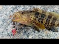 Casting Kerapu Guna Soft Plastic Udang - ep62
