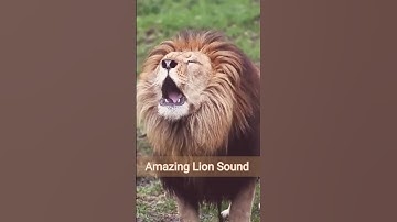 Thumbnail of Lion Sound 🦁 | Lion Roaring ( Roar sound ) #shorts
