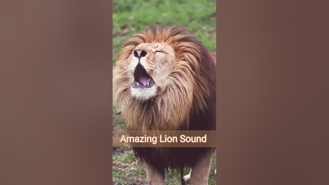Lion Sound 🦁 | Lion Roaring ( Roar sound ) #shorts