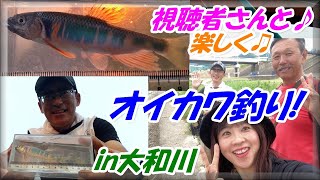 がまかつ 瀬芹はや 9m ハエ　オイカワ Small Fishing] Announcement! We might be holding a Yamatogawa Old