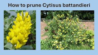 How to prune Cytisus batandieri in 2 minutes