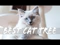 Best cat tree for large cat breeds cotec review with ragdolls