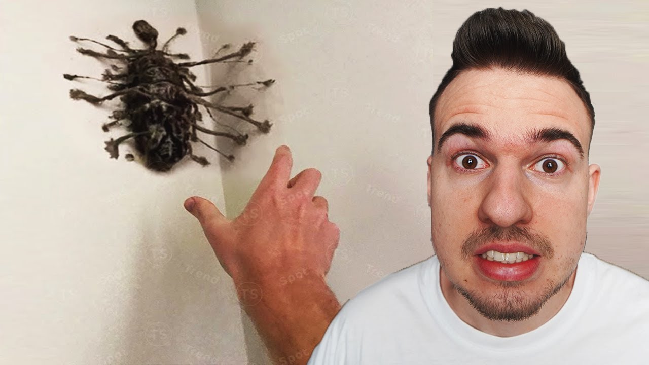 Nem Kellett Volna Összenyomnia Ezt A BOGARAT!