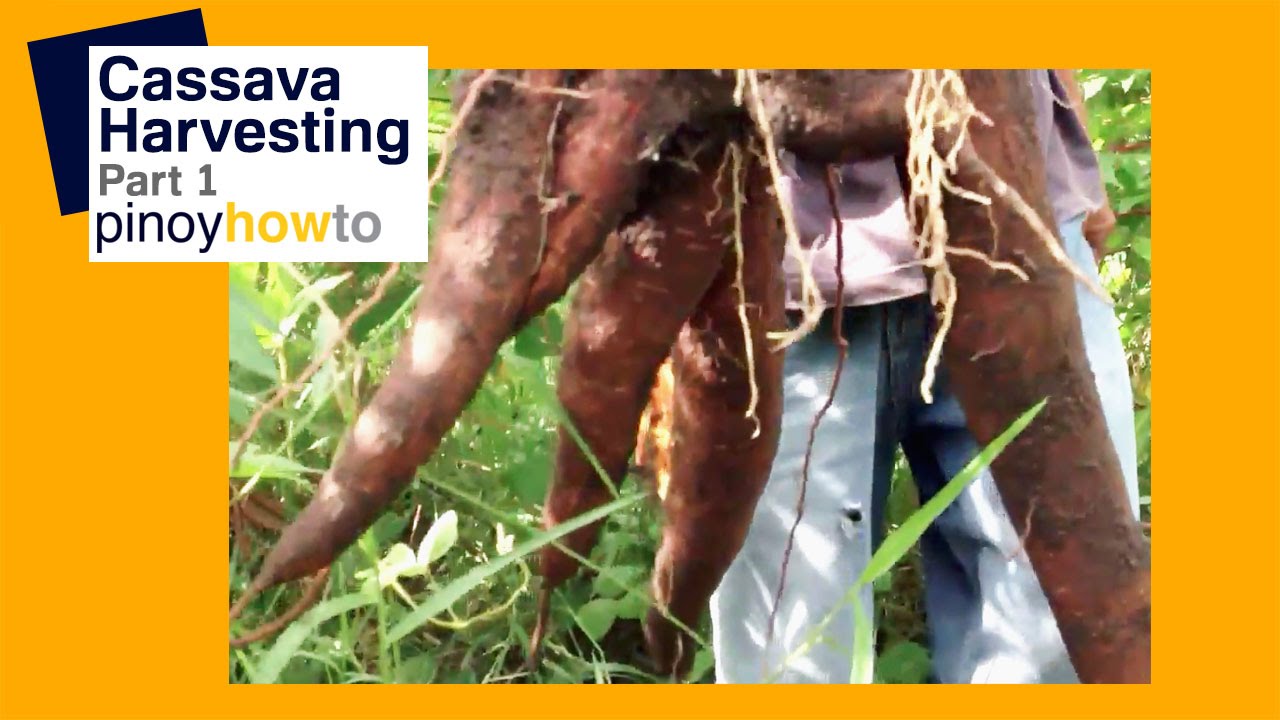 Cassava Food How to harvest Cassava in the Philippines Part 1 Pinoy How To YouTube