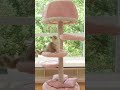 On a pink cat tree,cute cats and dogs magically grow! 💗#jellyfishcattree #cattree #woodcattree